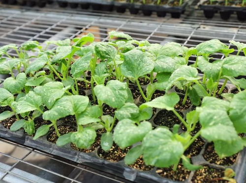 延庆现代化育苗工厂 科技赋能农业，保障蔬菜稳定供应