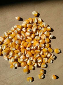 黄金之粒，食之基石——玉米产品展示