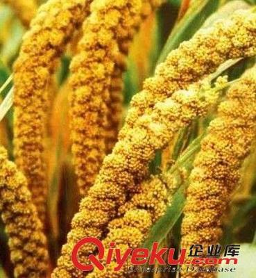 小米脱粒机价格与选择指南 曲阜鲁轩农业机械专业解析