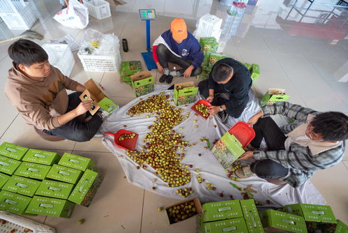 冬枣产业助力农民增收 乡村振兴的新引擎